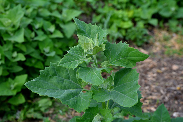 Baharda, yenilebilir bitkisel orach (Atriplex hortensis) bahçede yetişir. Fransız ıspanağı, Amaranthaceae ailesi olarak da bilinen orache bahçesinin (atriplex hortensis) kapanışı. - Fotoğraf, Görsel