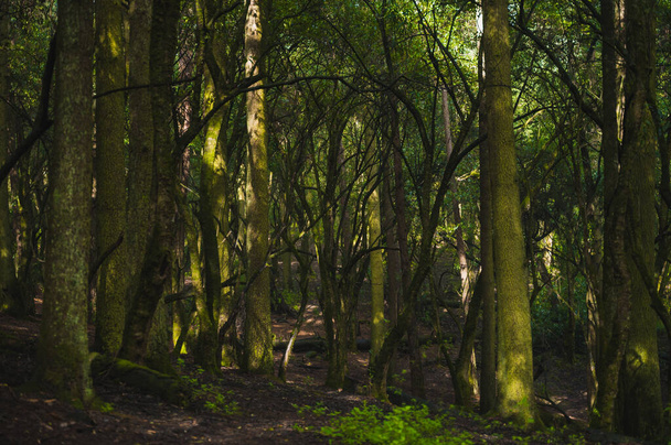 Fák mohával az erdő közepén, a köd miszticizmust szül, a fénysugarak az ágak között hatolnak be.. - Fotó, kép