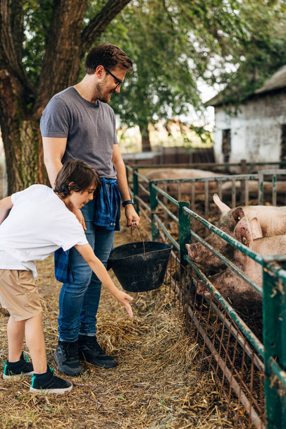 Father and son feeding pigs together. - Zdjęcie, obraz