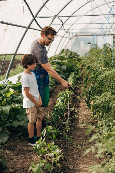 Son watches how his father sprays vegetables in the greenhouse. - Photo, image