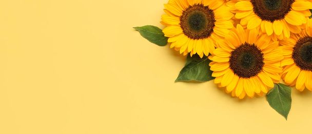 Piękne słoneczniki na beżowym tle z miejscem na tekst - Zdjęcie, obraz