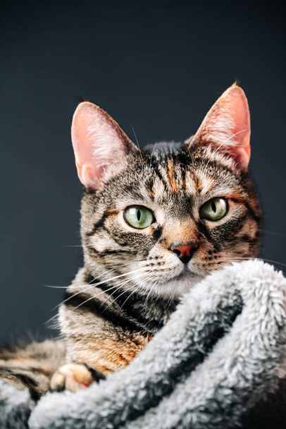 Εστιάστε στα μάτια της γκρίζας ριγέ γάτας, μεταδίδοντας τα συναισθήματά της και την ατομικότητά της. Υψηλής ποιότητας φωτογραφία - Φωτογραφία, εικόνα