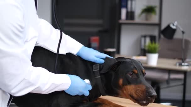 Detailní záběr čistokrevného psa s hnědou srstí, kterého hladí veterinář a poslouchá stetoskopem. Veterinární vyšetření psa - Záběry, video