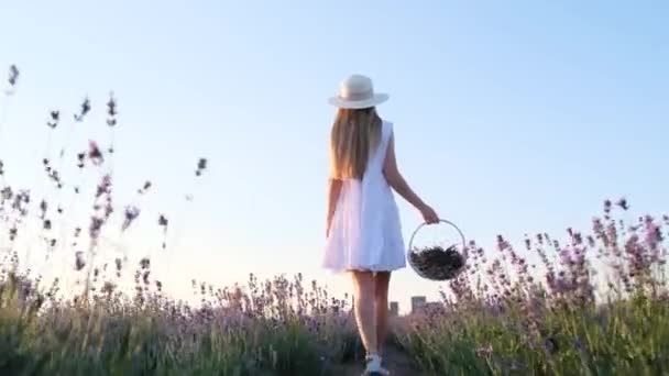 Eine schlanke Frau in schönem weißen Kleid und Hut geht mit einem Korb durch ein Lavendelfeld vor blauem Himmel. Im Einklang mit sich selbst. Provence. Lavendelplantage - Filmmaterial, Video