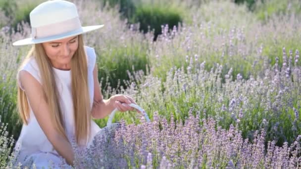 Aantrekkelijke blonde vrouw met een stijlvolle witte hoed plukt lavendelbloemen in een mand terwijl ze in het midden van een lavendelveld zit. Verzameling van bloemen voor het drogen. De Provence. Schoonheidsconcept - Video
