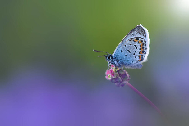 Schmetterling schönes Insekt sehr bunt - Foto, Bild