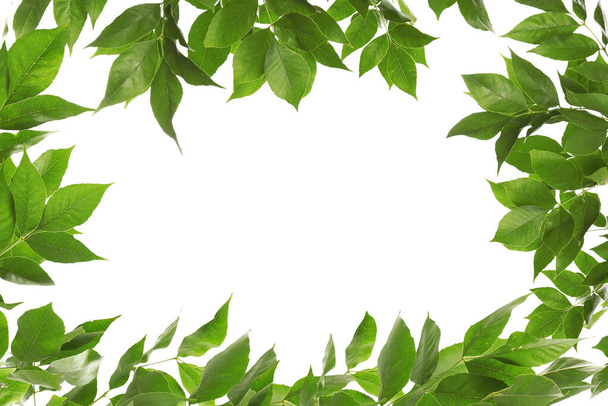 Frame of beautiful vibrant green leaves on white background - Foto, imagen