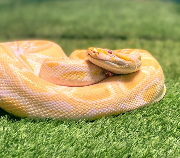 a photography of python sebae on grass with a blurry background. - Photo, Image
