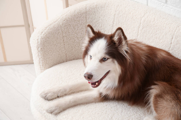 Милая Хаски собака лежит на диване в гостиной, крупным планом - Фото, изображение