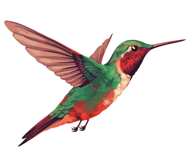 vícebarevný kolibřík nad bílou - Vektor, obrázek