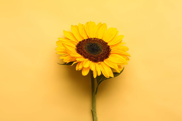 Beautiful sunflower on yellow background - Fotoğraf, Görsel