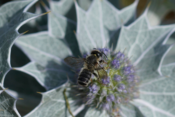 Natural closeup on a male Leafcutter bee, Megachile on a blue seaside eryngo, Eryngium maritimum - Photo, Image