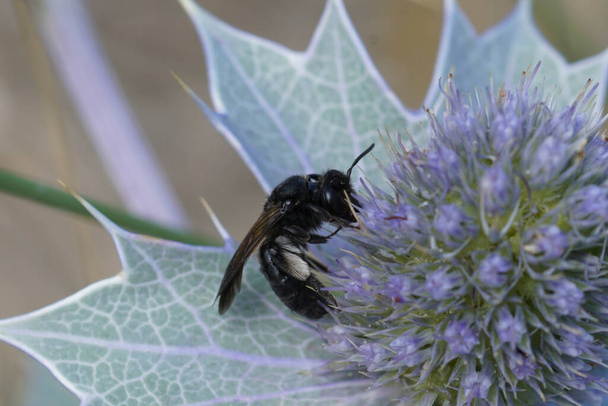 Luonnollinen lähikuva harvinaisesta ja uhanalaisesta Black Mining Bee, Andrena pilipes, sinisellä Seaside eryngo, Eryngium maritstrol - Valokuva, kuva