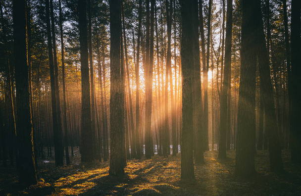 Sunbeams illuminating the trunks of pine trees at sunset or sunrise in an autumn or early winter pine forest. Aesthetics of vintage film. - Фото, зображення
