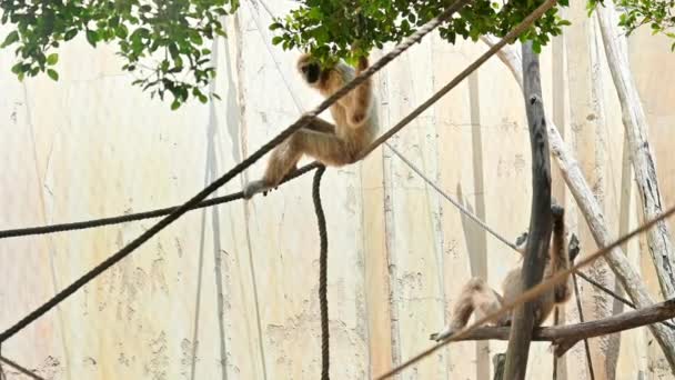 Two gibbons sitting on a rope and on a branch in Spain - Footage, Video