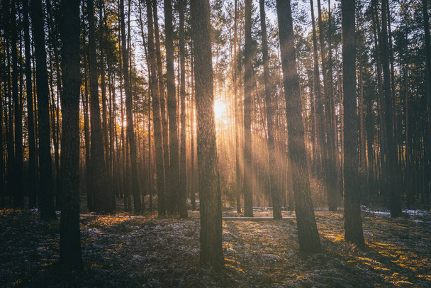 Napsugarak világítják meg a fenyőfák törzsét naplementekor vagy napkeltekor egy őszi vagy kora téli fenyőerdőben. Vintage film esztétikája. - Fotó, kép