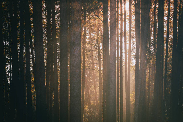 Sunbeams illuminating the trunks of pine trees at sunset or sunrise in an autumn or early winter pine forest. Aesthetics of vintage film. - Foto, Imagen