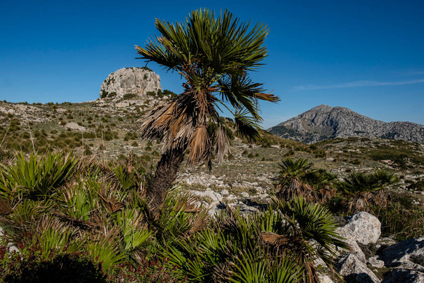маленькая пальма, puig Galatzo, Estellencs, Майорка, Балеарские острова, Испания - Фото, изображение