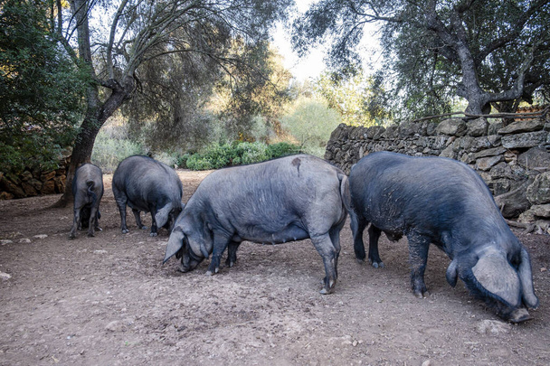 stádo černých prasat odrůdy Mallorcan, Llucmajor, Mallorca, Španělsko - Fotografie, Obrázek
