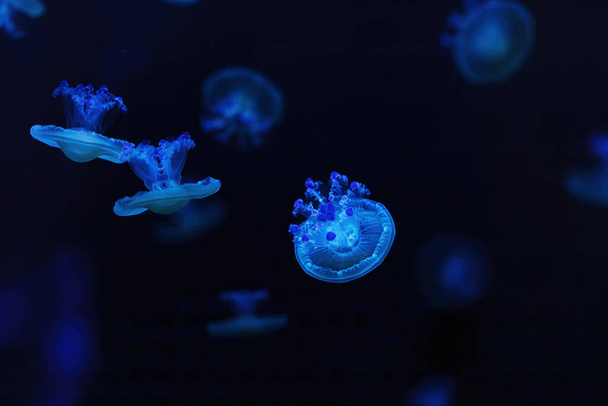 vedenalainen ammunta kaunis Cotylorhiza tuberculata lähikuva - Valokuva, kuva