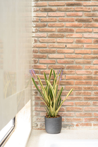 um belo arranjo de plantas ornamentais contra um pano de fundo de uma parede de tijolos, criando uma combinação esteticamente agradável de elementos naturais e arquitetônicos - Foto, Imagem