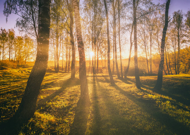 Zonsondergang of zonsopkomst in een voorjaar berkenbos met helder jong gebladerte gloeiend in de stralen van de zon en schaduwen van bomen. Vintage film esthetisch. - Foto, afbeelding