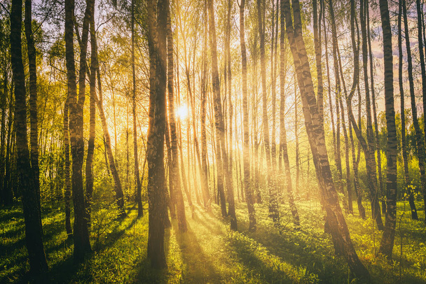 Sunset or sunrise in a spring birch forest with bright young foliage glowing in the rays of the sun and shadows from trees. Vintage film aesthetic. - Foto, afbeelding