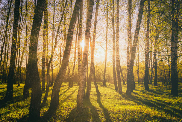 Закат или восход солнца в весеннем березовом лесу с яркими молодыми листьями, светящимися в лучах солнца и тени от деревьев. Эстетика винтажной пленки. - Фото, изображение