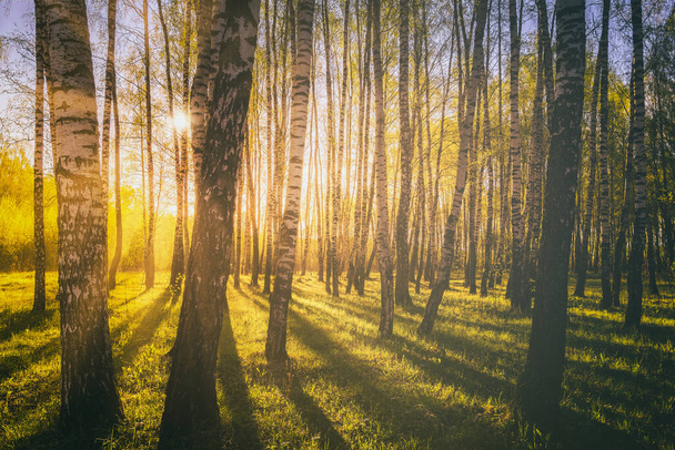 Naplemente vagy napkelte egy tavaszi nyírfa erdőben, fényes, fiatal lombozattal, mely a nap sugaraiban és a fák árnyékaiban ragyog. Szüreti film esztétikai. - Fotó, kép