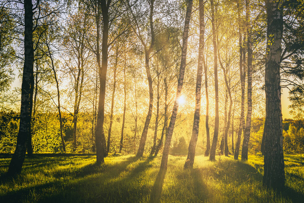 Naplemente vagy napkelte egy tavaszi nyírfa erdőben, fényes, fiatal lombozattal, mely a nap sugaraiban és a fák árnyékaiban ragyog. Szüreti film esztétikai. - Fotó, kép