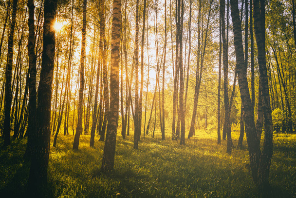 Sunset or sunrise in a spring birch forest with bright young foliage glowing in the rays of the sun and shadows from trees. Vintage film aesthetic. - Фото, зображення