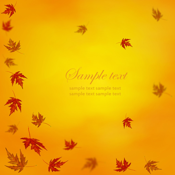 Autumn leaves background - Valokuva, kuva