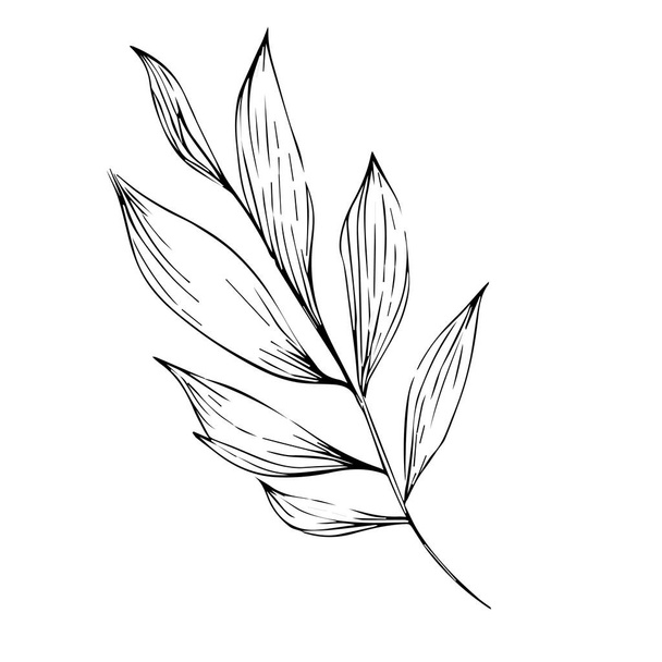 vector met de hand getekende zwart-wit veer, met de hand getekende botanische lente elementen lijn kunst, botanische illustratie botanische lijn tekening, vector schets artistieke eenvoud botanische doodle kunst, Gemakkelijk botanische tekening, botanische illustratie - Vector, afbeelding