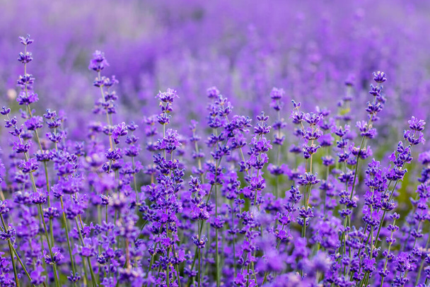 A virágok a levendula mezők, a Provence-hegység - Fotó, kép