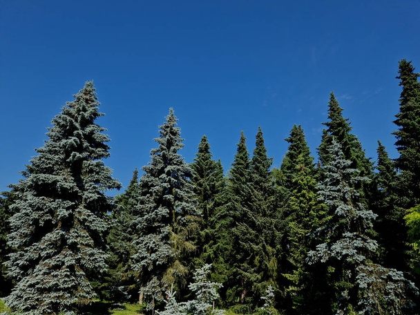 Theblue spruce, also commonly known as green spruce, Colorado, or Colorado blue spruce, is a species of spruce tree. It is native to North America - Foto, immagini