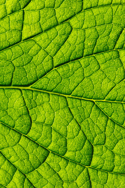 green leaf background - Photo, image