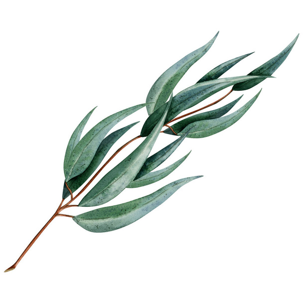 Avustralya okaliptüs dalı ve beyaz arka planda izole edilmiş uzun yapraklı botanik illüstrasyon. Paket çıkartmaları ve kartpostal tasarımı için tıbbi bitki klipslerinin el çizimi suluboya dalı. - Fotoğraf, Görsel