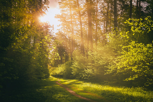 Napsugarak áradnak át a fenyőfákon és megvilágítják a fiatal zöld lombozatot a fenyőerdő bokrain tavasszal. Szüreti film esztétikai. - Fotó, kép