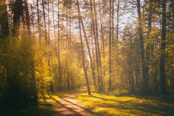 Rayos de sol que fluyen a través de los pinos e iluminan el follaje verde joven en los arbustos en el bosque de pinos en primavera. Vintage película estética. - Foto, imagen