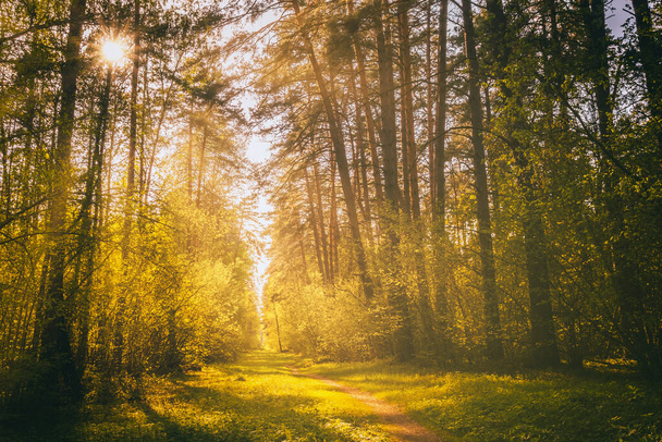 Zonnestralen stromen door de pijnbomen en verlichten het jonge groene gebladerte op de struiken in het dennenbos in de lente. Vintage film esthetisch. - Foto, afbeelding