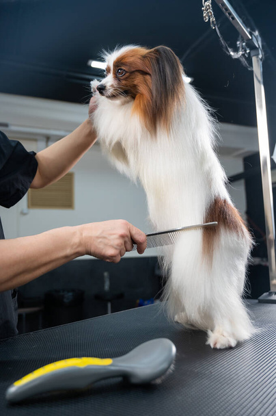 Caucasian woman dries the dog. Papillon Continental Spaniel in the grooming salon - Photo, Image