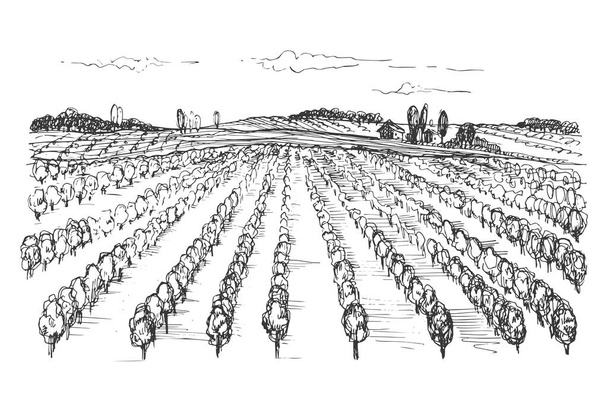 Vineyard landscape drawing. Hand drawn vector illustration of grape plant on isolated white background for print, label, poster, brochure, template, banner, logo.Design element vine, imitation ink - Vektör, Görsel