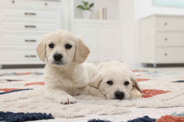 Cute little puppies lying on carpet at home - Foto, afbeelding