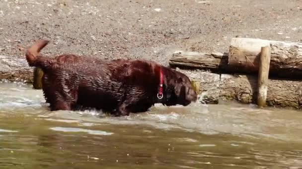 Labrador retriever dog playing and splashing in water medium zoom shot slow motion selective focus - Footage, Video