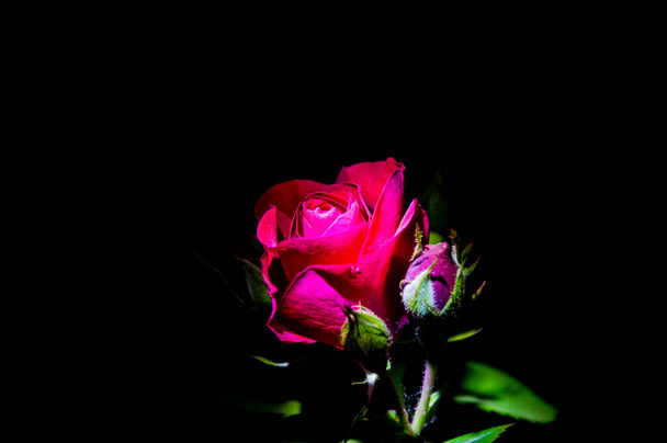 Kvetoucí rudá růže kvete v noční tmě. Red Rose. Období rozkvětu. Černé pozadí. Slavnostní kytici šarlatových růží. obrázek pozadí. - Fotografie, Obrázek