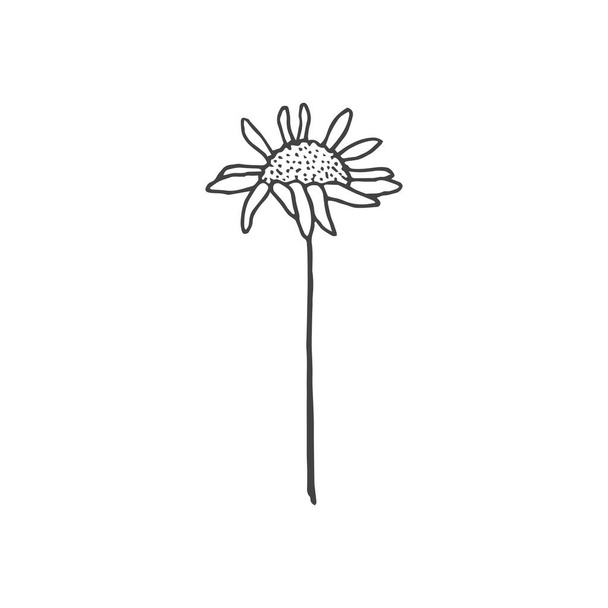 Елемент логотипу квітів, малюнок ромашки, елемент логотипу, кліпарт, природа, контур, татуювання, намальований, малюнок, векторний елемент - Вектор, зображення