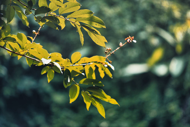 větev zelených listů v lese - Fotografie, Obrázek