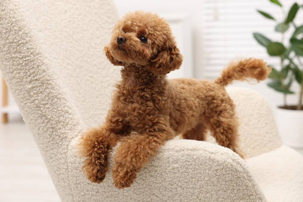 Cute Maltipoo dog on comfortable armchair at home. Lovely pet - Fotografie, Obrázek