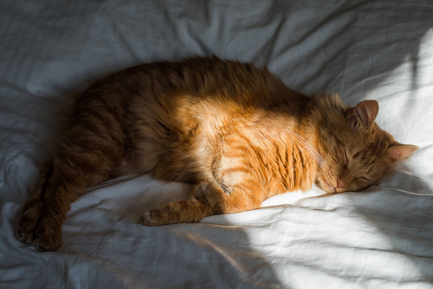 Gember tabby kat ligt op het bed in zachte ochtend licht, poot gevouwen. Mooie knusse kat. Thuishuisdieren. - Foto, afbeelding
