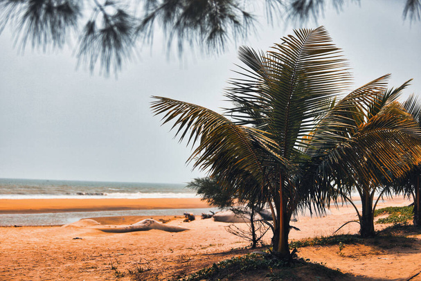 palm trees next to the ocean near the coast - Photo, Image